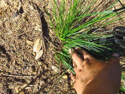 Image of manystem sedge