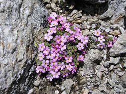 Androsace alpina (L.) Lam. resmi