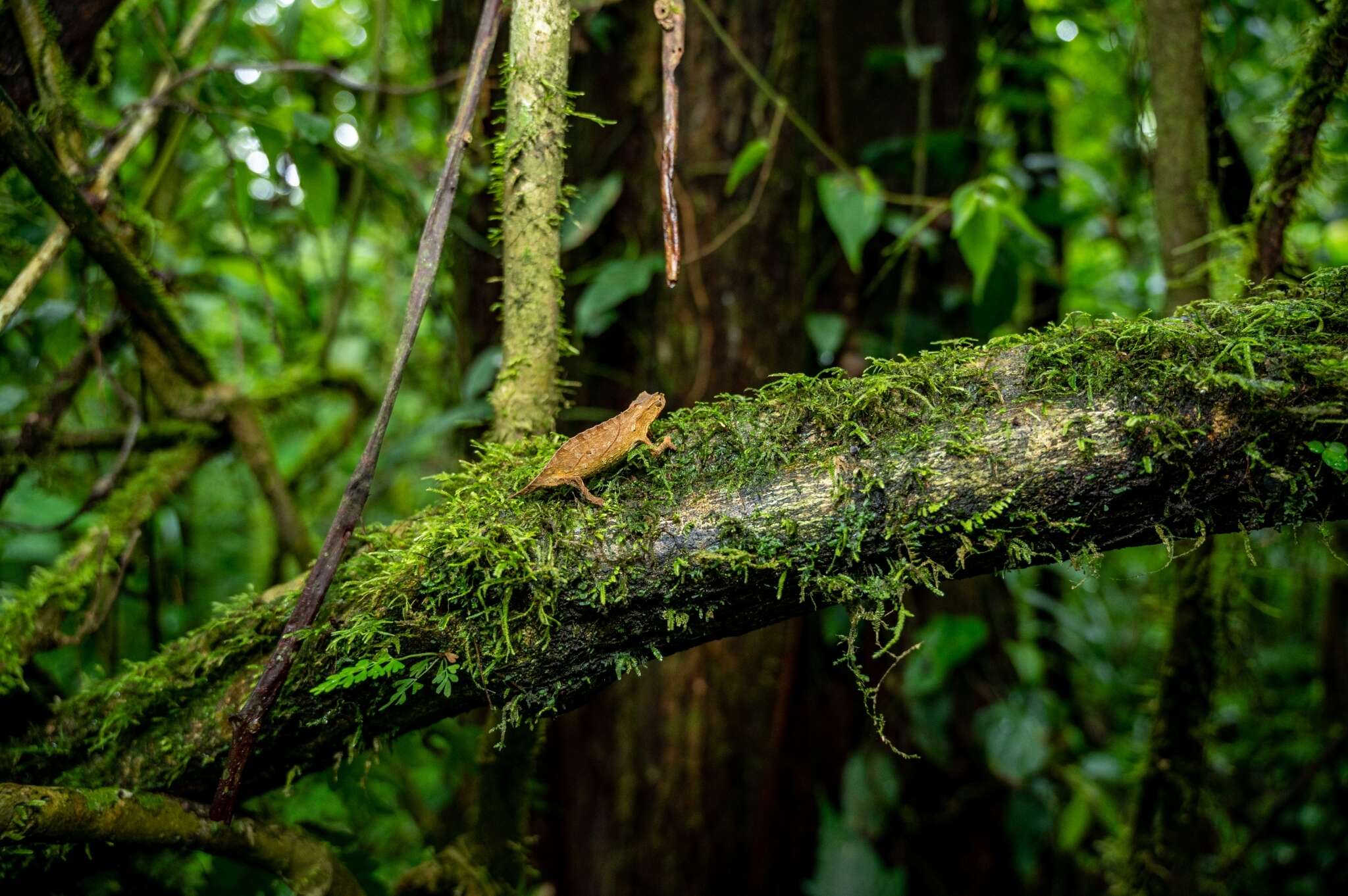 Image of South African Stumptail Chameleon