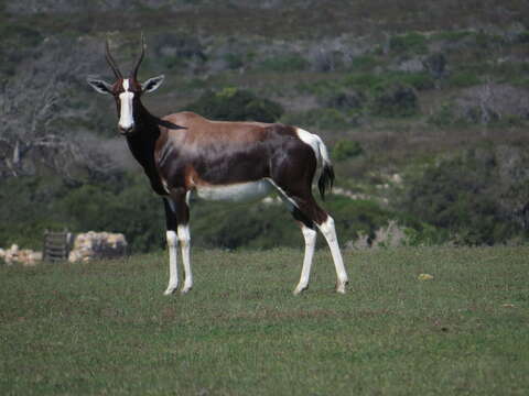 Image of Bontebok