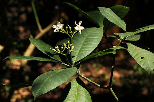 Imagem de Tabernaemontana pachysiphon Stapf