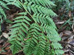 Image of Common Ground Fern