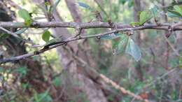 Image of Putterlickia verrucosa (E. Mey. ex Sond.) Sim