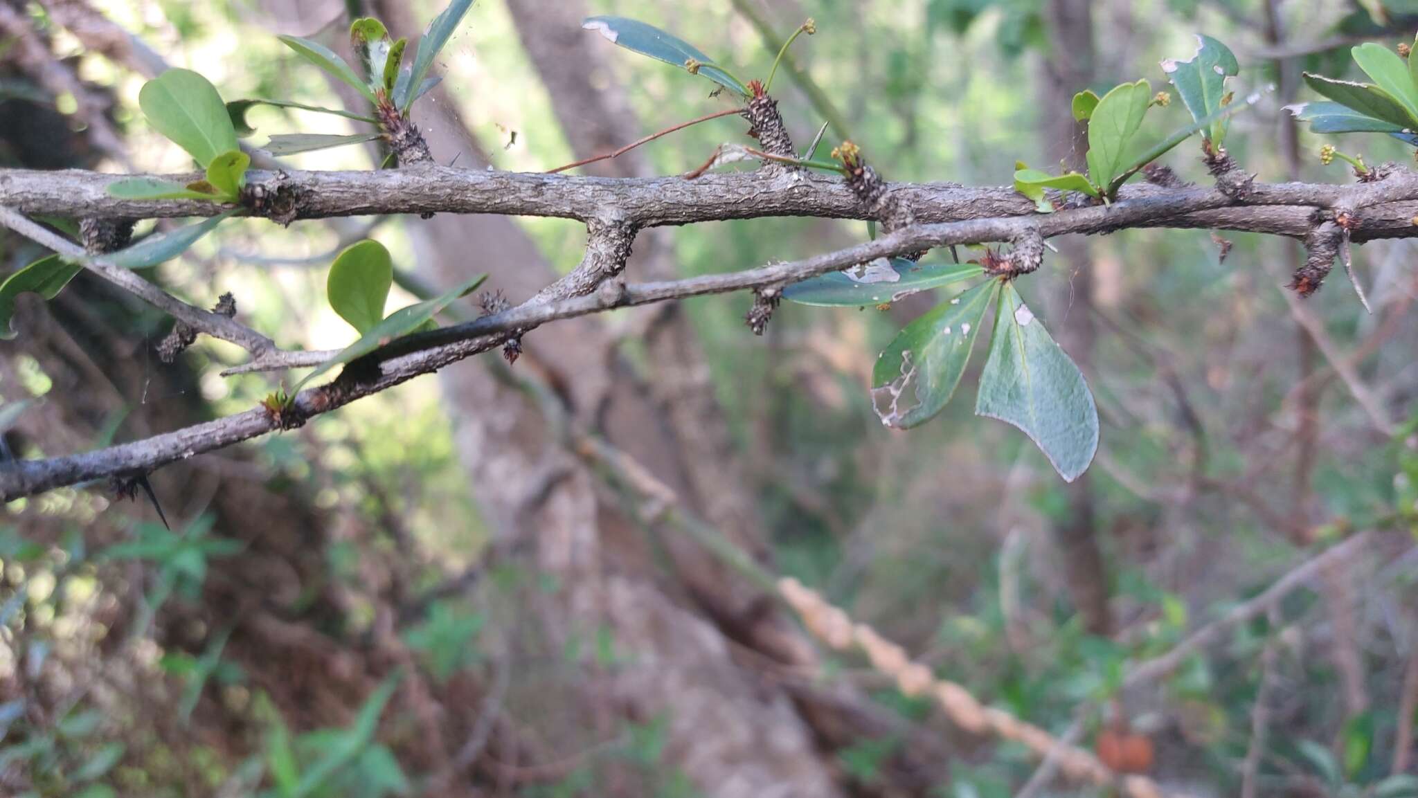 Putterlickia verrucosa (E. Mey. ex Sond.) Sim的圖片