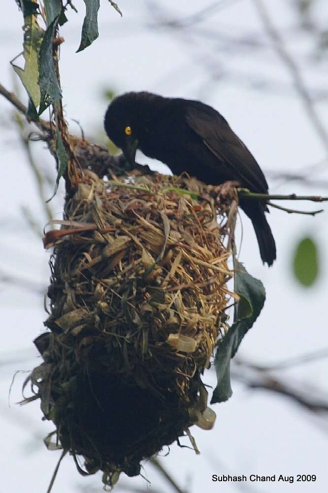 Image of Vieillot's Weaver