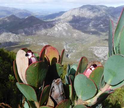 Image of Protea stokoei Phillips