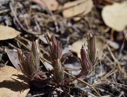 Image of Mt. Diablo bird's-beak