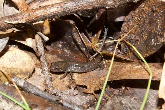 Image of Desmognathus valentinei Means, Lamb & Bernardo 2017