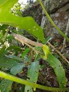 Image of Anthurium podophyllum (Cham. & Schltdl.) Kunth