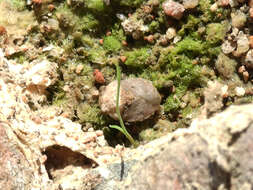 Image of Gelastocoris rotundatus Champion 1901