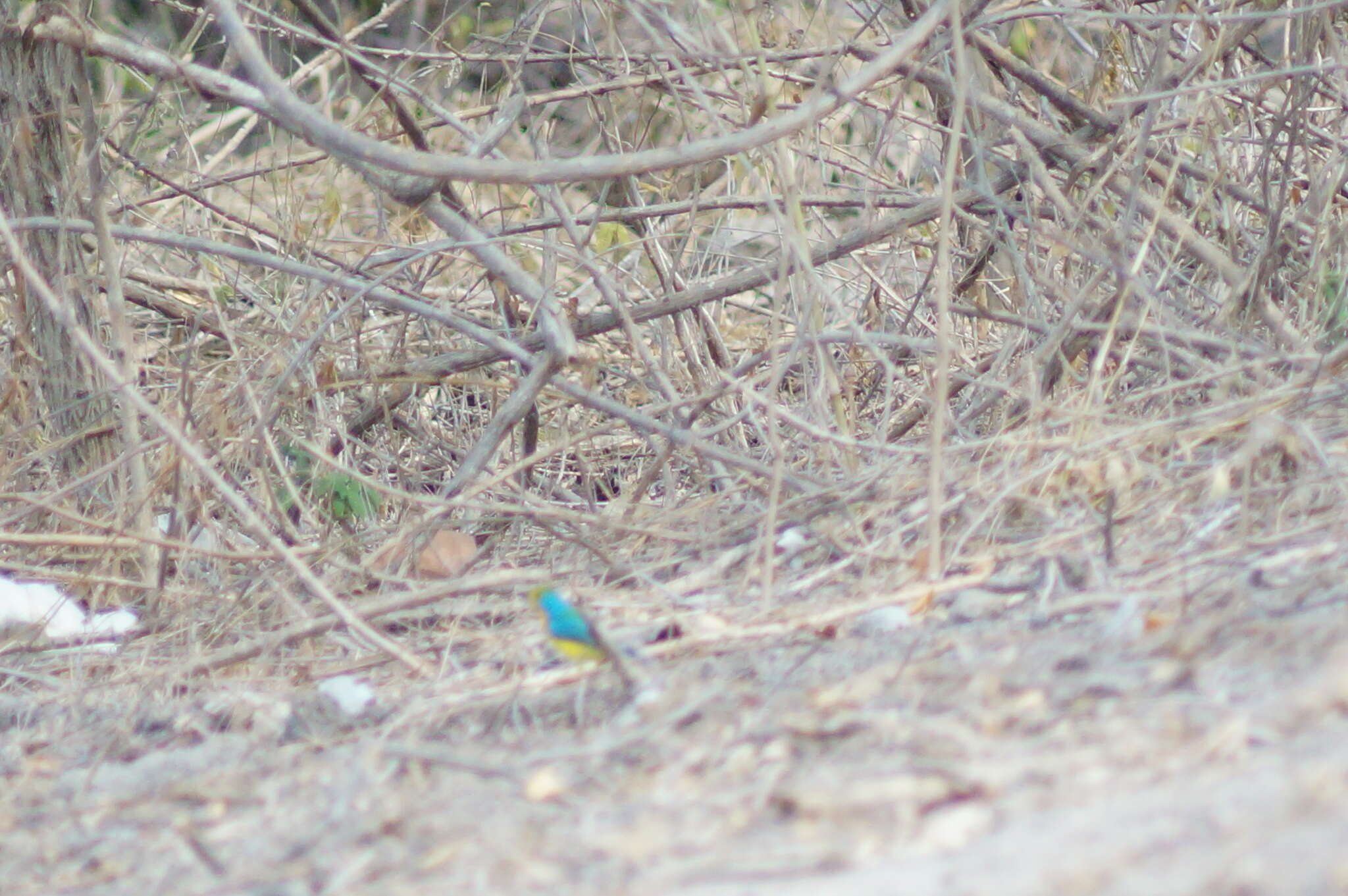 Image of Orange-breasted Bunting