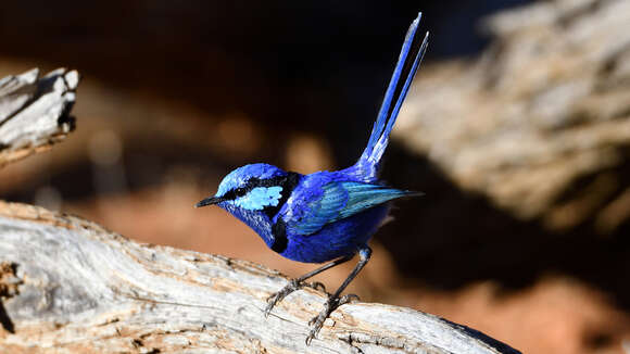 Image of Splendid Fairywren