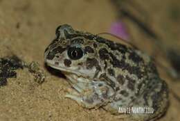 Image of Iberian Spadefoot Toad