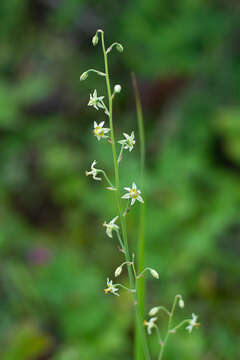 Image of Anticlea sibirica (L.) Kunth