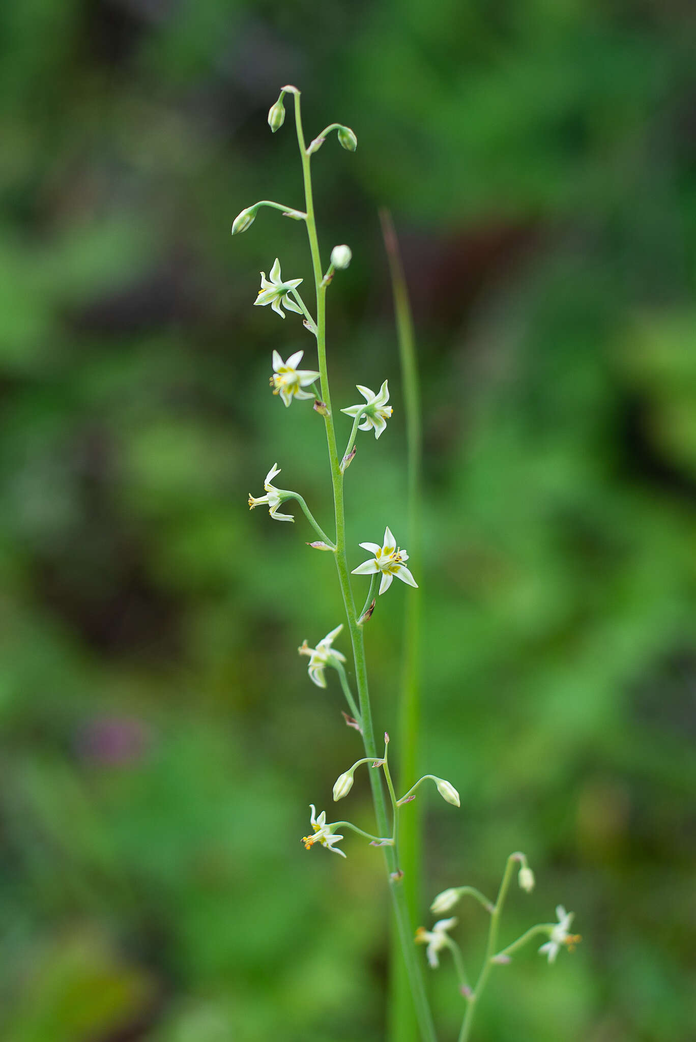 صورة Anticlea sibirica (L.) Kunth