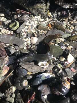 Image of Black blenny