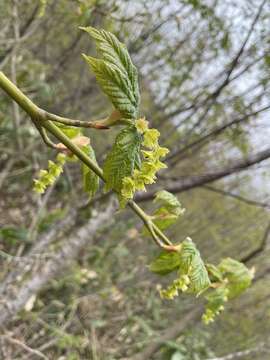 Image of Grey-budded snake-bark-maple