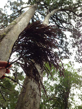 Image of Dacrydium