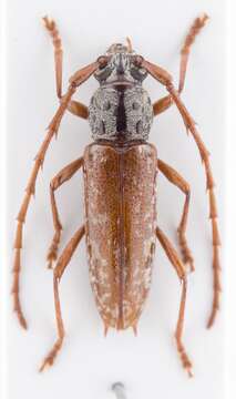 Image of Elaphidion splendidum Fisher 1932