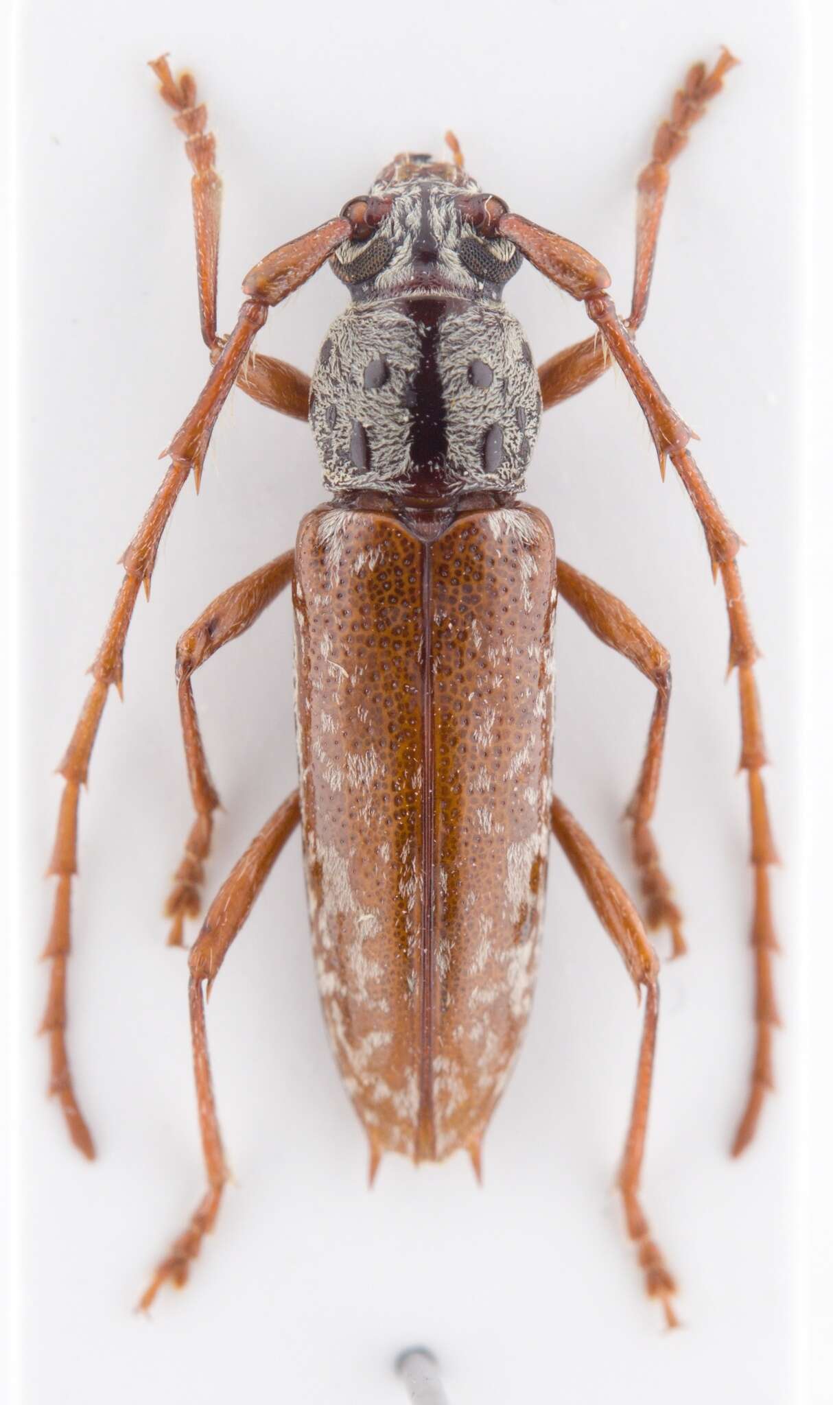 Image of Elaphidion splendidum Fisher 1932