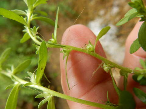 Image of hairy purslane speedwell