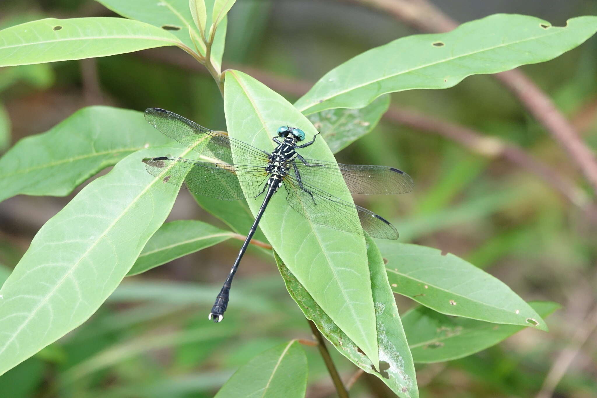 Imagem de Leptogomphus hongkongensis Asahina 1988