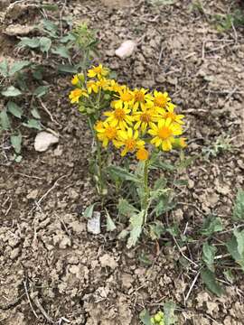 Image of threetooth ragwort