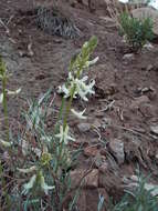 Sivun Astragalus lonchocarpus Torr. kuva