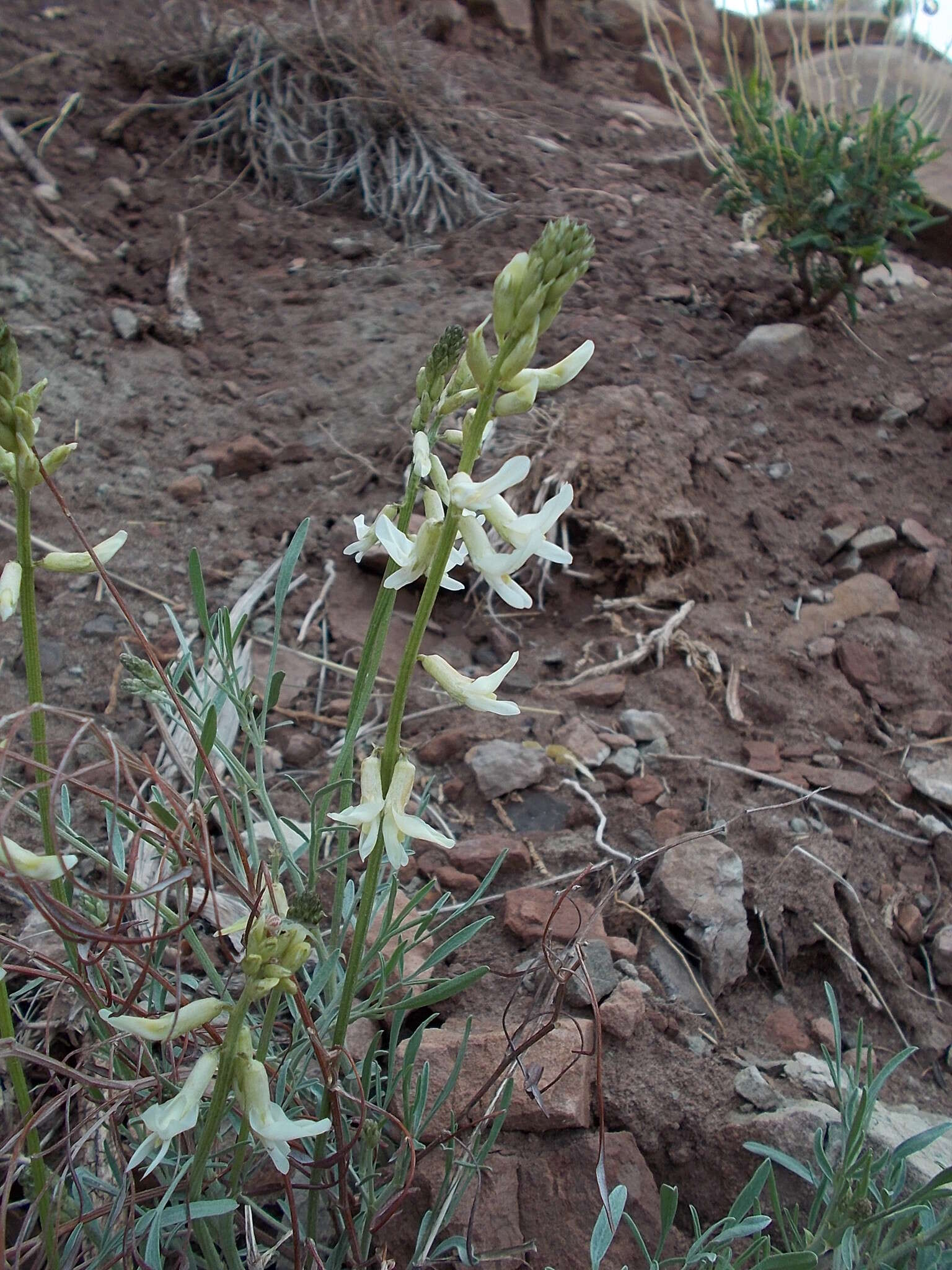 Imagem de Astragalus lonchocarpus Torr.