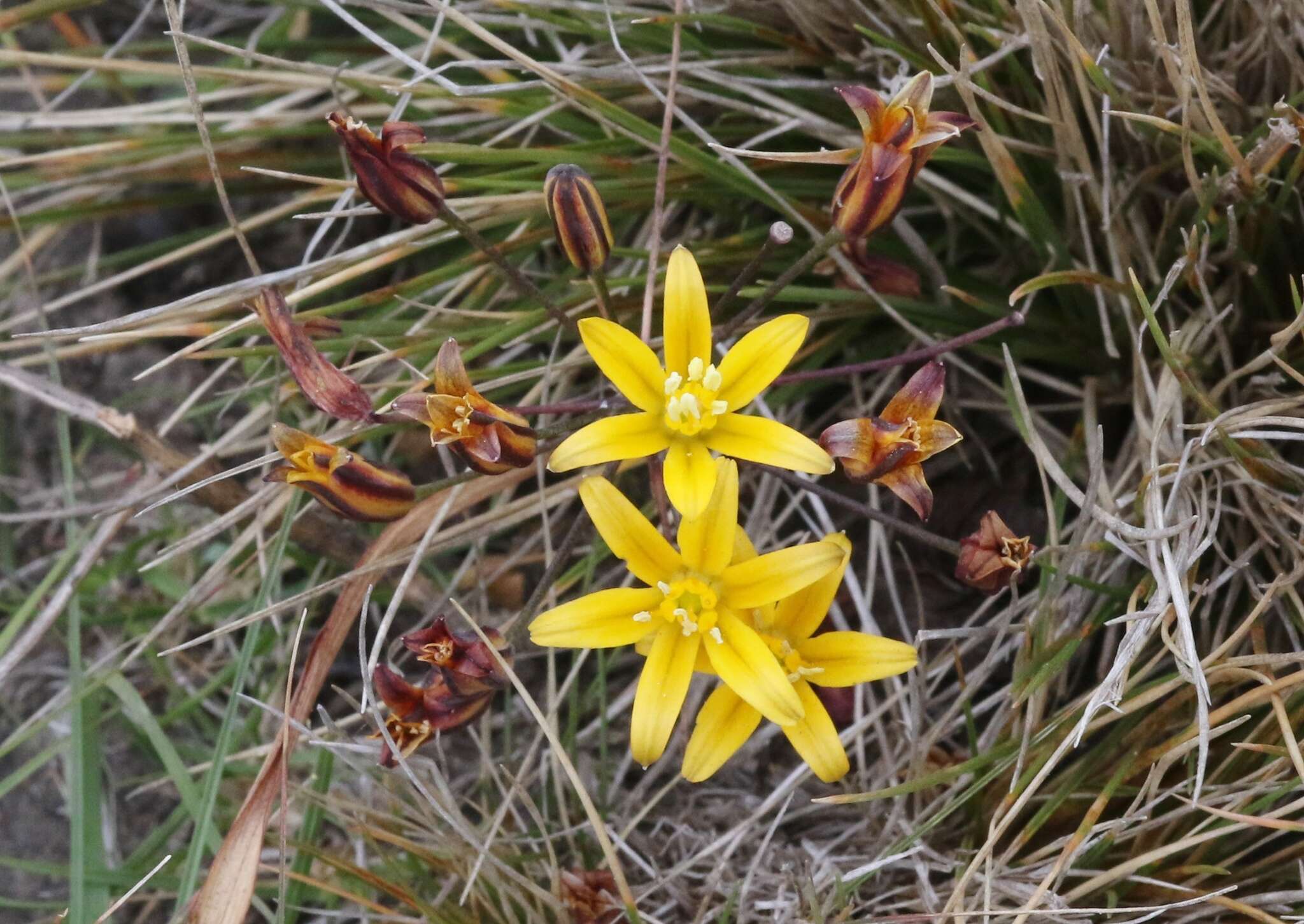 Image of dwarf goldenstar