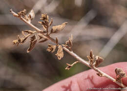 Слика од Brickellia microphylla (Nutt.) A. Gray