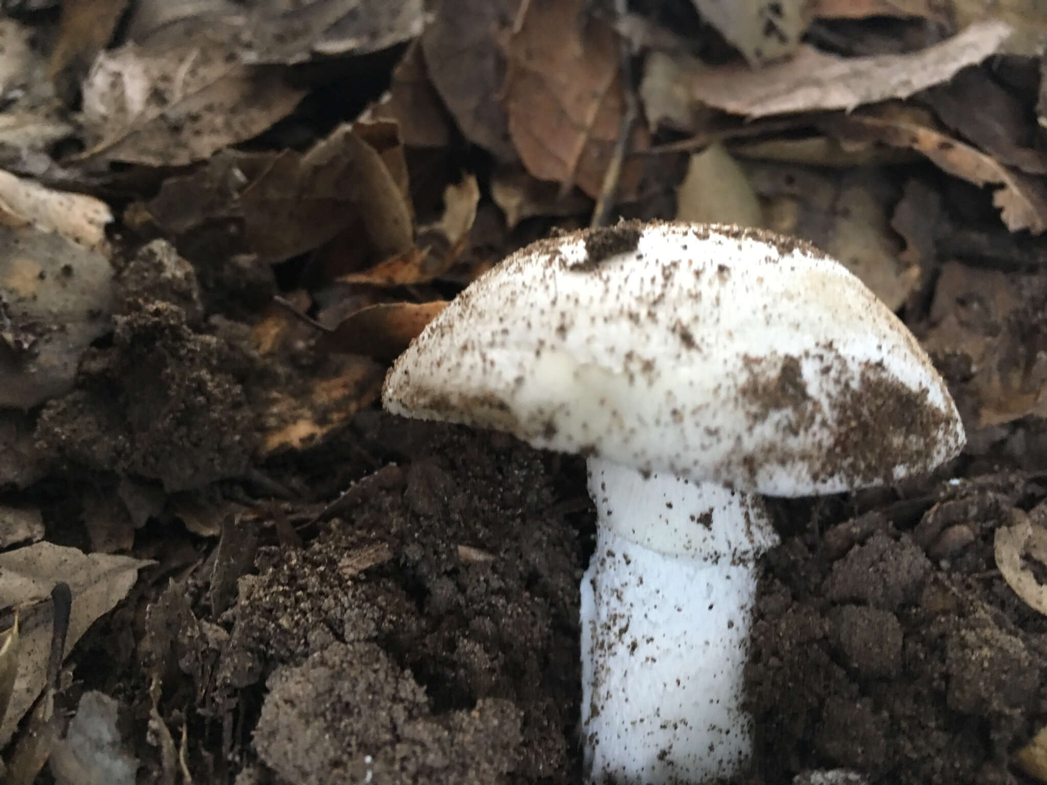 Image of Western North American Destroying Angel