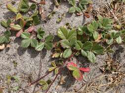 Image of Pacific beach strawberry