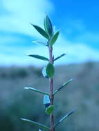 Image of Pimelea pseudolyallii Allan