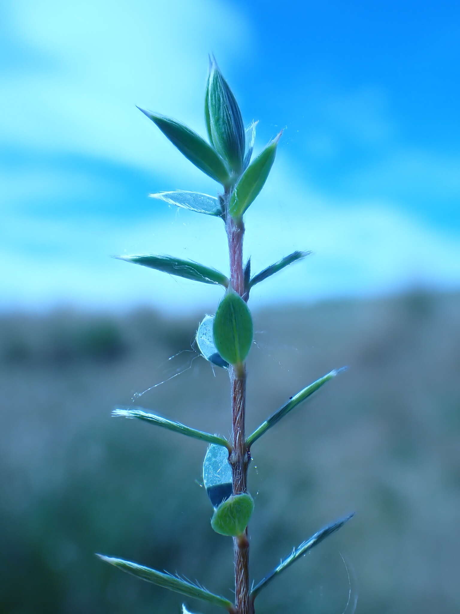 Image of Pimelea pseudolyallii Allan