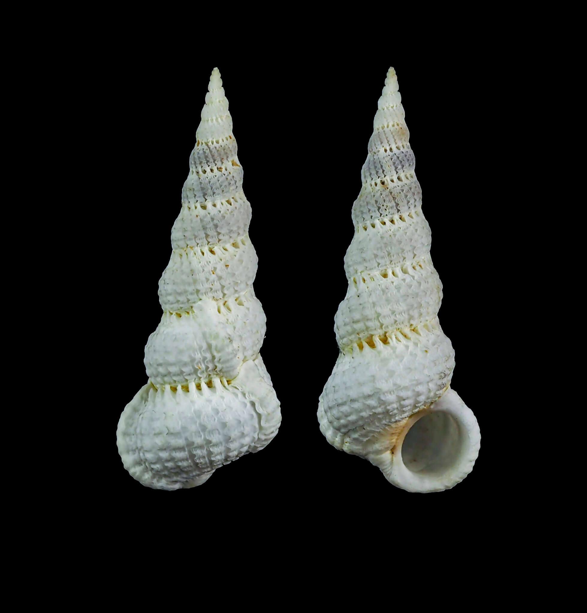 Sivun Cirsotrema varicosum (Lamarck 1822) kuva