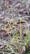 Image of hairy woodrush