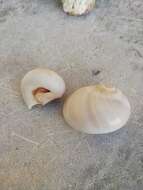 Image of Josephine's moonsnail