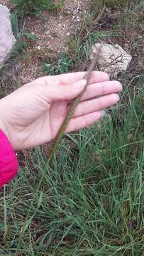 Image of bulbous barley