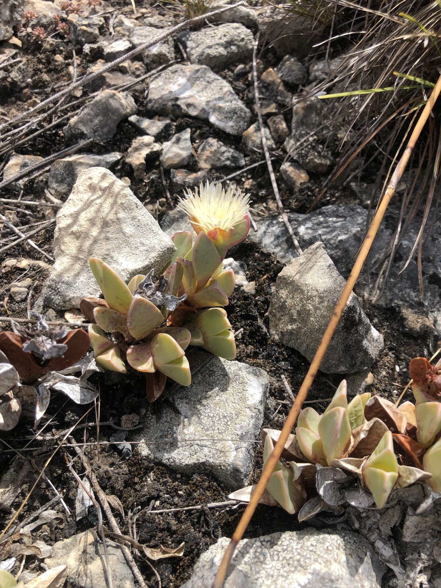 Image of Braunsia vanrensburgii (L. Bol.) L. Bol.