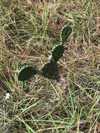 Image of Eastern Prickly Pear