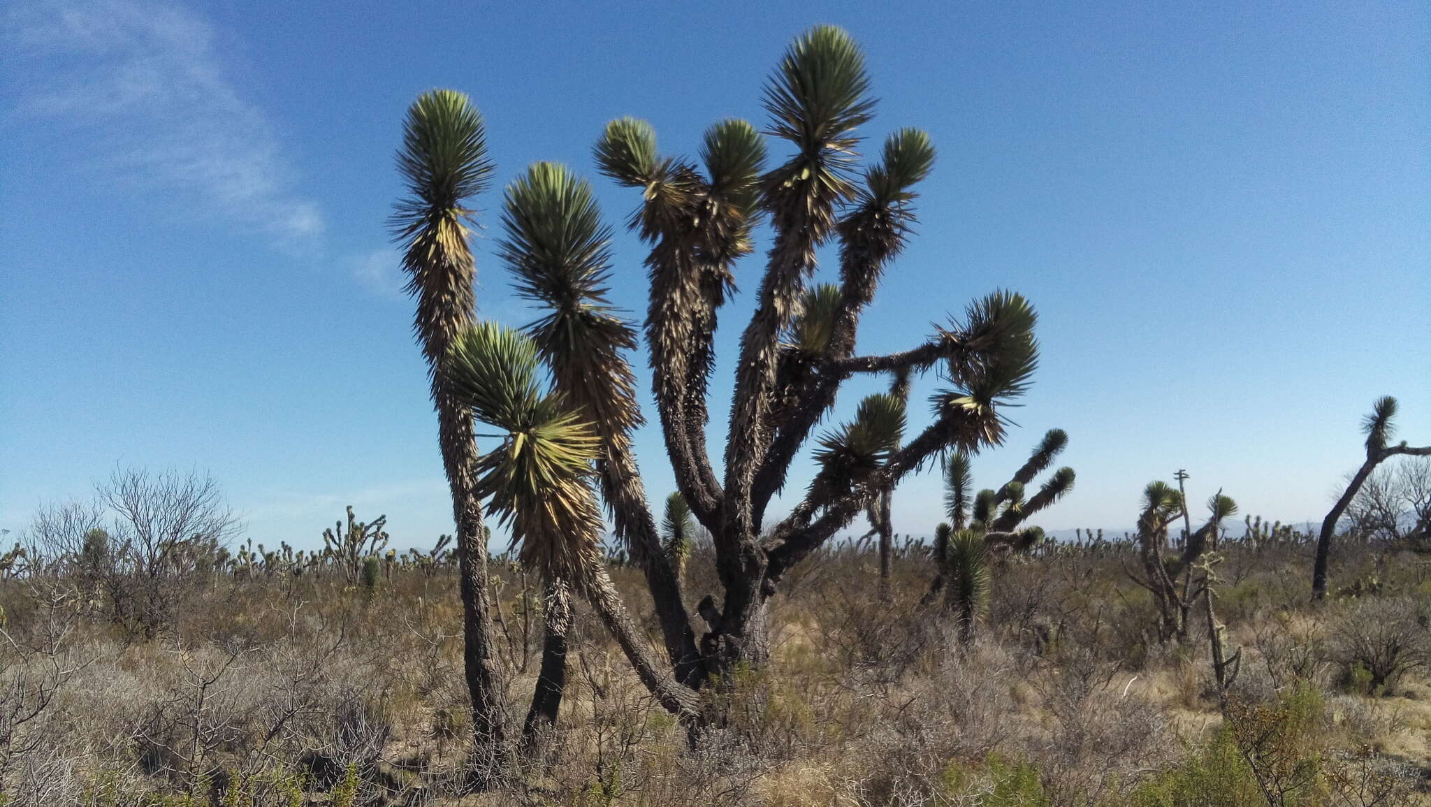 Image of Yucca decipiens Trel.