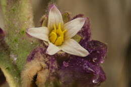 Image of naranjilla