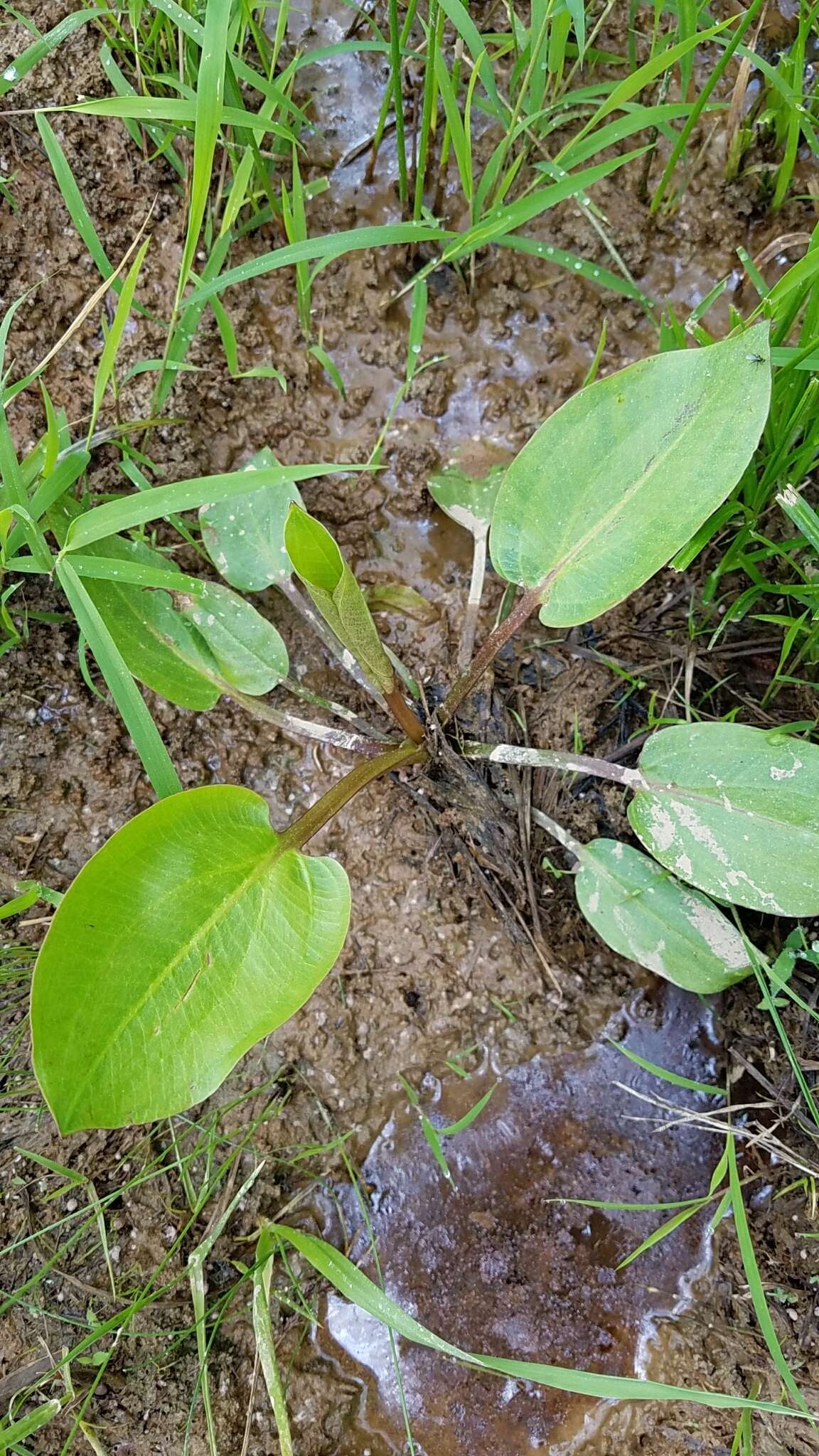 Image of American water plantain