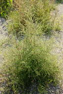 Image of Bassia scoparia subsp. densiflora (Turcz. ex Aellen) S. Cirujano & M. Velayos