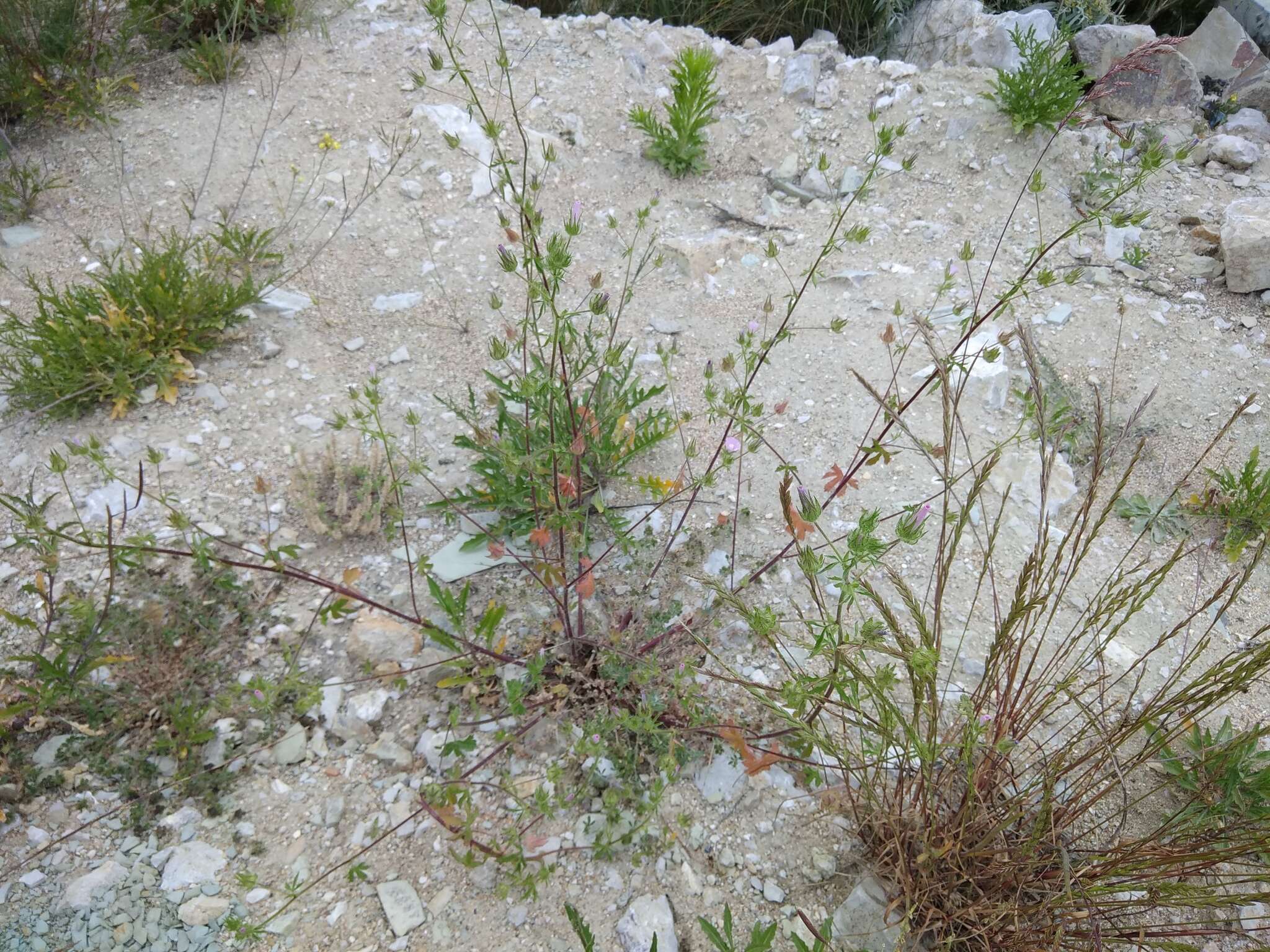 Image de Mauve hérissée