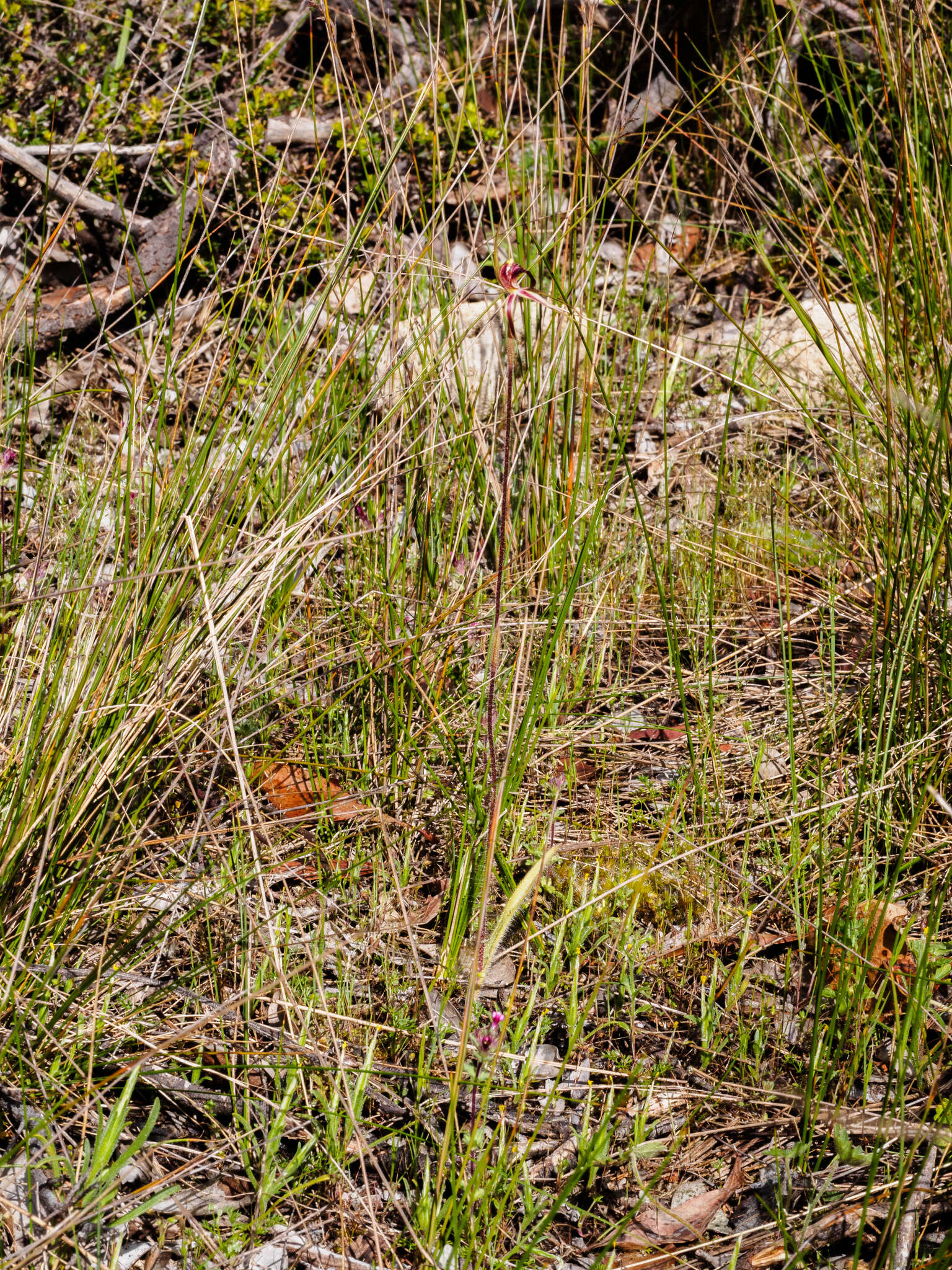 Image of Bats Ridges spider orchid