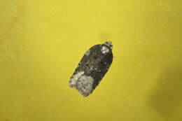 Image of Acleris clarkei Obraztsov 1963