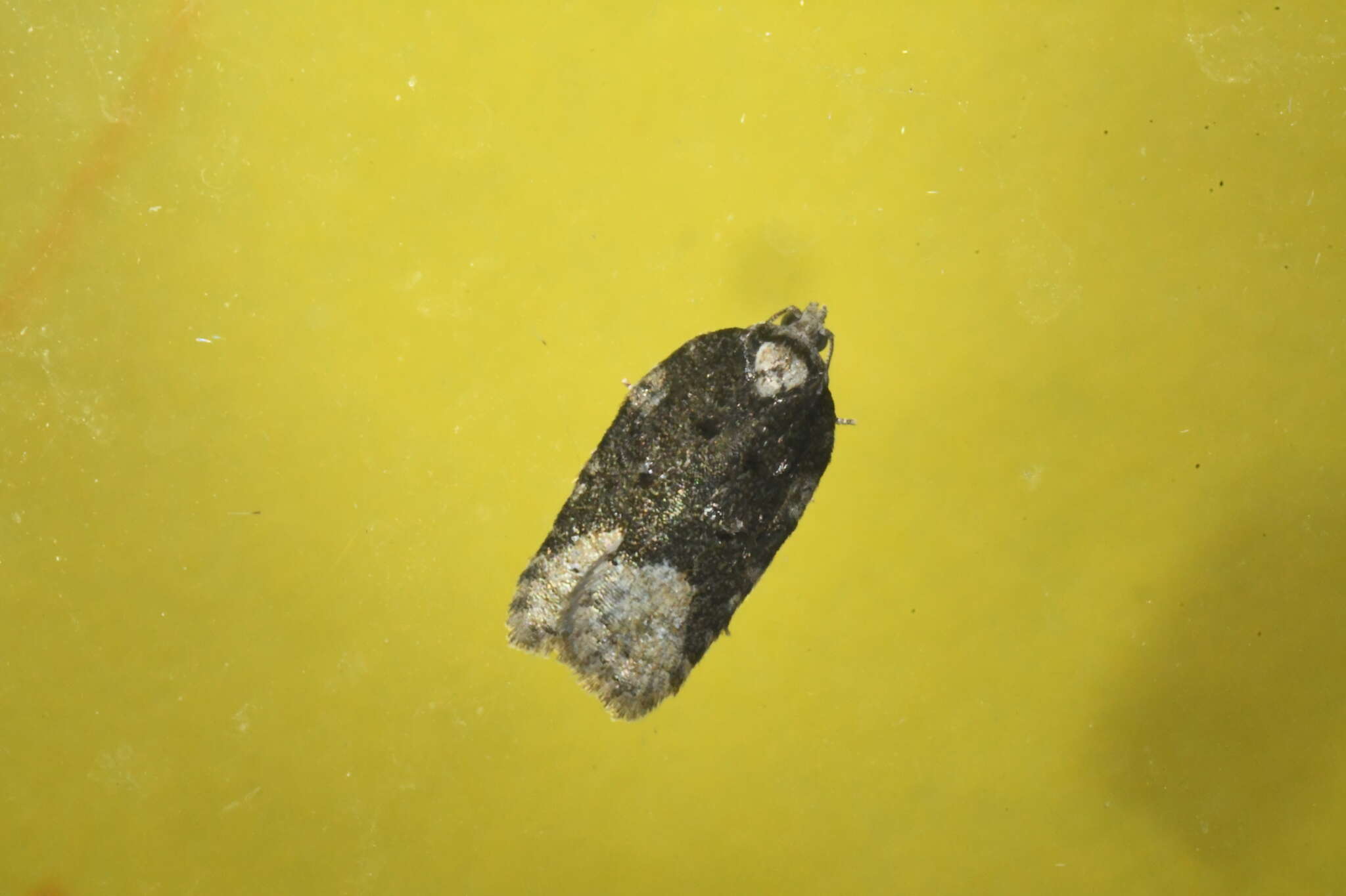 Acleris clarkei Obraztsov 1963的圖片