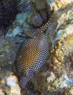 Image of Spotted boxfish